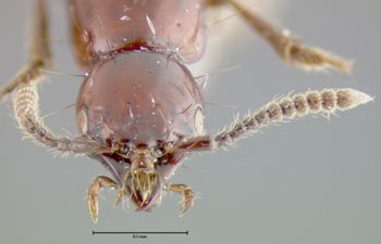 Media type: image;   Entomology 24099 Aspect: head frontal view